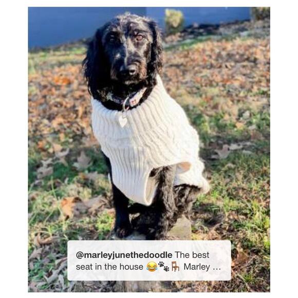 NEW Dog Cat Clothes PET KNIT SWEATER Size MED 20-40LB Cream Boots & Barkley NWT - Picture 7 of 13